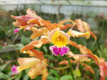 Carica l'immagine nel visualizzatore Galleria, Laeliocattleya Tzeng-Wen Bells (Laelia undulata × Cattleya Penny Kuroda)