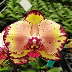 Chargez l'image dans la visionneuse de galerie, Phalaenopsis Joy Spring Canary 'Joy'