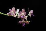 Carica l'immagine nel visualizzatore Galleria, Phalaenopsis Nagasaki (Phalaenopsis japonica x Phalaenopsis marriottiana)