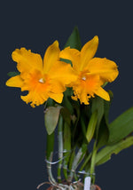 Carica l'immagine nel visualizzatore Galleria, Rhyncholaeliocattleya Haw Yuan Gold 'Yung Kang #2'