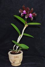 Carica l'immagine nel visualizzatore Galleria, Cattleya leopoldii syn. tigrina 'Gil' - Brazil Import