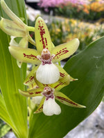 Carica l'immagine nel visualizzatore Galleria, Zygopetalum reginae f. Alba x Promenaea guttata