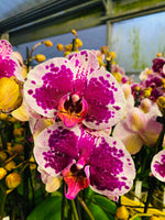 Carica l'immagine nel visualizzatore Galleria, Phalaenopsis Sprinkle