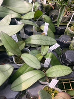 Carica l'immagine nel visualizzatore Galleria, Phalaenopsis Silbergrube (Phal. celebensis x Phal. equestris f. peloric)