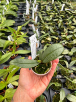 Carica l'immagine nel visualizzatore Galleria, Phalaenopsis Alyos 'OH' (Phal. schilleriana x Phal. finleyi)