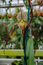 Carica l'immagine nel visualizzatore Galleria, Paphiopedilum philippinense 'Perfecto' x Johanna Burkhardt 'Sam's Choice' FCC/AOS - Orchid Inn, Ltd.