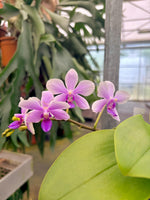 Carica l'immagine nel visualizzatore Galleria, Phalaenopsis Anthura Victoria