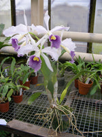 Carica l'immagine nel visualizzatore Galleria, Laelia purpurata Werkhäuseri x Cattleya warneri coerulea
