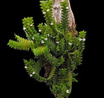 Carica l'immagine nel visualizzatore Galleria, Microsaccus griffithii