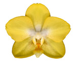 Carica l'immagine nel visualizzatore Galleria, Phalaenopsis Arezzo