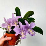 Load image into Gallery viewer, Cattleya nobilior var. coerulea