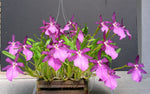 Carica l'immagine nel visualizzatore Galleria, Miltonia spectabilis var. moreliana