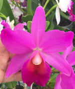 Carica l'immagine nel visualizzatore Galleria, Sophrolaeliocattleya Estella Jewell