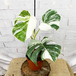 Carica l'immagine nel visualizzatore Galleria, Monstera deliciosa albo variegata
