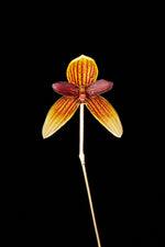 Carica l'immagine nel visualizzatore Galleria, Bulbophyllum pardalotum