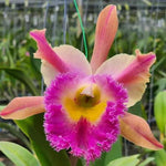 Carica l'immagine nel visualizzatore Galleria, Rhyncholaeliocattleya Thamai Glory (C. Chia Lin x B. digbyana)