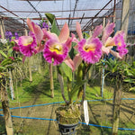 Carica l'immagine nel visualizzatore Galleria, Rhyncholaeliocattleya Thamai Glory (C. Chia Lin x B. digbyana)