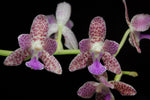 Carica l'immagine nel visualizzatore Galleria, Phalaenopsis Nagasaki (Phalaenopsis japonica x Phalaenopsis marriottiana)