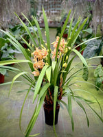 Carica l'immagine nel visualizzatore Galleria, Cymbidium Yellow Flame