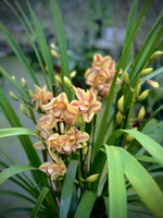 Carica l'immagine nel visualizzatore Galleria, Cymbidium Yellow Flame