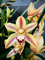 Carica l'immagine nel visualizzatore Galleria, Cymbidium Yellow Flame