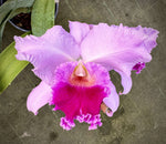 Carica l'immagine nel visualizzatore Galleria, Cattleya Maria Pia (Cattleya Marie-José × Cattleya Menapier)