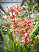 Carica l'immagine nel visualizzatore Galleria, Cymbidium Frank Zappa (atropurpureum x tracyanum)