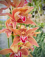 Carica l'immagine nel visualizzatore Galleria, Cymbidium Frank Zappa (atropurpureum x tracyanum)
