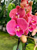 Carica l'immagine nel visualizzatore Galleria, Phalaenopsis Lianher Golden Cheese - Big Lip