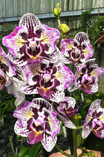 Carica l'immagine nel visualizzatore Galleria, Phalaenopsis Lianher Happy Pearl - Peloric