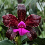 Carica l'immagine nel visualizzatore Galleria, Cattleya leopoldii syn. tigrina 'Gil' - Brazil Import