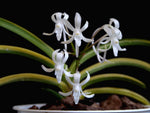 Carica l'immagine nel visualizzatore Galleria, Neofinetia falcata ‘Kinkōnishiki’ 金広錦