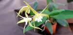 Carica l'immagine nel visualizzatore Galleria, Dendrobium aberrans x tetragonum