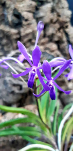 Carica l'immagine nel visualizzatore Galleria, Neostylis Lou Sneary 'Blue' (Neofinetia falcata x Rhynchostylis coelestis blue)