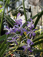 Carica l'immagine nel visualizzatore Galleria, Paraphalaenopsis serpentilingua x Rhynchostylis coelestis