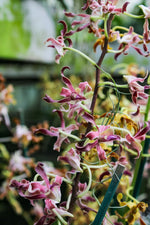 Carica l'immagine nel visualizzatore Galleria, Dendrobium Spatulata Hybrid