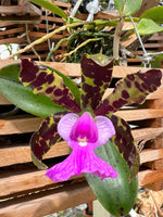 Carica l'immagine nel visualizzatore Galleria, Cattleya aclandiae tipo Heron x USA - Brazil Import