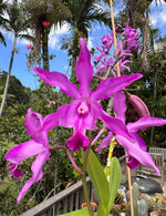 Carica l'immagine nel visualizzatore Galleria, Myrmecocattleya Monte Bello 'Mainau' (Cattleya purpurata x Myrmecophila tibicinis)
