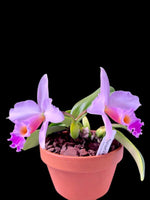 Carica l'immagine nel visualizzatore Galleria, Laelia alaorii f. suave x Cattleya warneri f. albescens - Br Orquidea