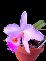 Carica l'immagine nel visualizzatore Galleria, Laelia alaorii f. suave x Cattleya warneri f. albescens - Br Orquidea