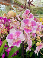 Carica l'immagine nel visualizzatore Galleria, Phalaenopsis Ching Ann Vichris Dress (Peloric) - Big Lip