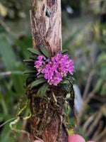 Carica l'immagine nel visualizzatore Galleria, Schoenorchis tixieri