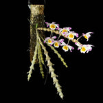 Carica l'immagine nel visualizzatore Galleria, Dendrobium pendulum
