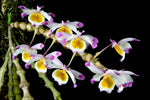 Carica l'immagine nel visualizzatore Galleria, Dendrobium pendulum