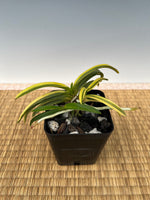 Carica l'immagine nel visualizzatore Galleria, Neofinetia falcata ‘Kinkōnishiki’ 金広錦