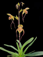 Carica l'immagine nel visualizzatore Galleria, Paphiopedilum Mem. Heinz Rengers 'Exotic Danzer' x Johanna Burkhardt 'Sam's Choice' FCC/AOS - Orchid Inn, Ltd.
