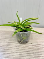 Chargez l'image dans la visionneuse de galerie, Neofinetia falcata 'Hanagoromo' 花衣 - BIG