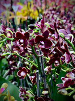 Carica l'immagine nel visualizzatore Galleria, Phalaenopsis Taisuco Kobold