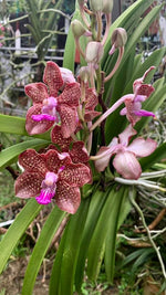Carica l'immagine nel visualizzatore Galleria, Vanda Mimi Palmer 'Pink'