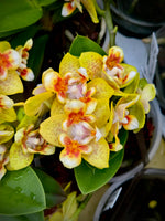 Carica l'immagine nel visualizzatore Galleria, Phalaenopsis Anmio Yellow Bat 'AN-6605'